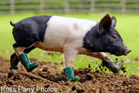 [alg_pig_in_boots.jpg]