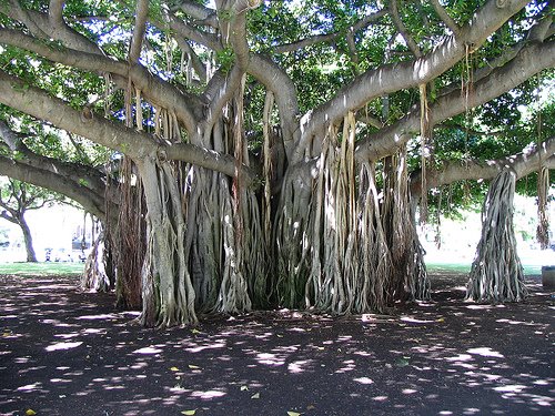 [banyan-tree-aerial-root.jpg]