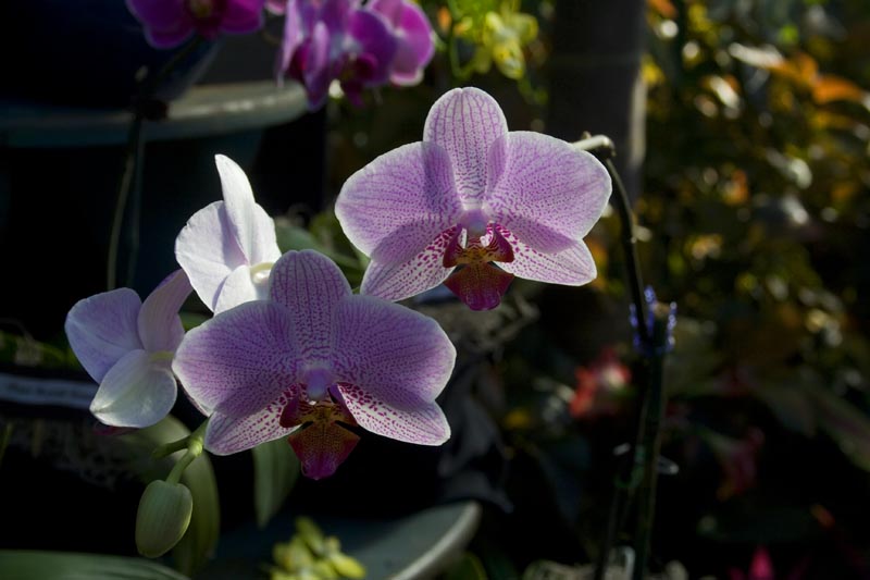 [orchid2.jpg]