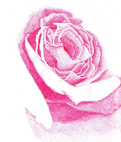 [Stippled+Pink+Rose+1+--+Stage+1+--+darker..jpg]