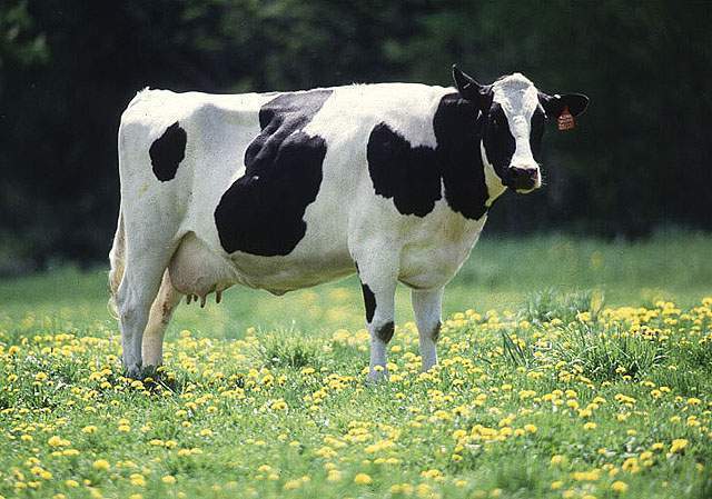 [dairy_cow.jpg]