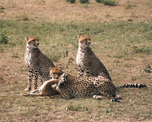 [3+cheetahs.jpg]