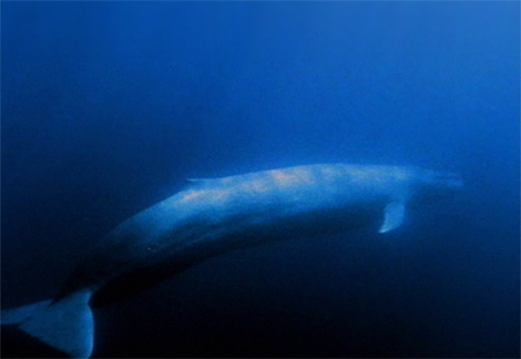 [blue-whale+2.jpg]