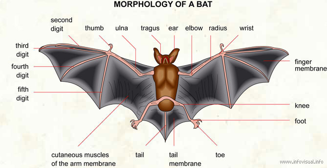 [Morphology+of+a+bat.jpg]