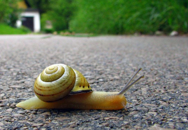 [snail-1.jpg]