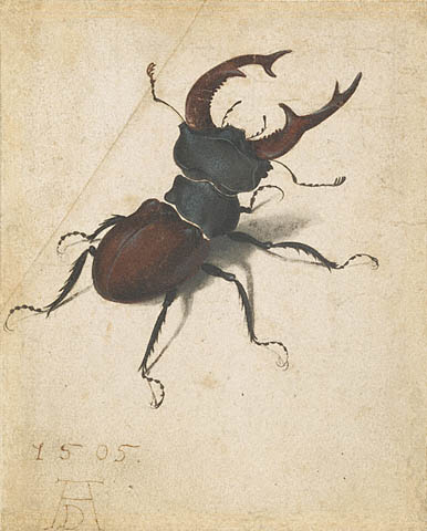 [Durer+Stag+Beetle.jpg]