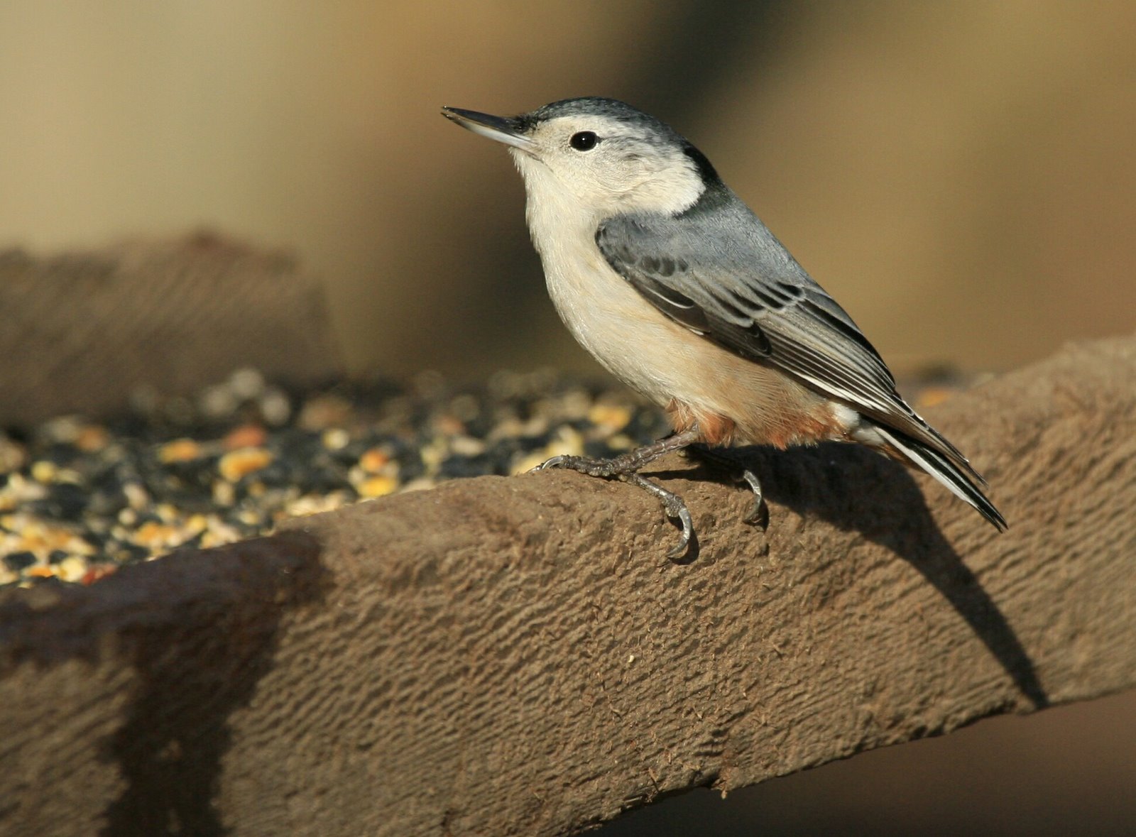 [White-breasted+Nuthatch+FP+crop_MG_7659.jpg]