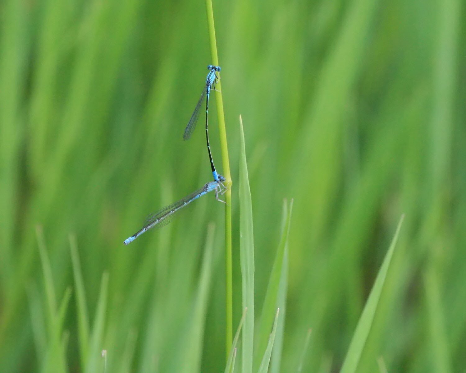 [Dragonflies+BM-east+IMG_5684.jpg]