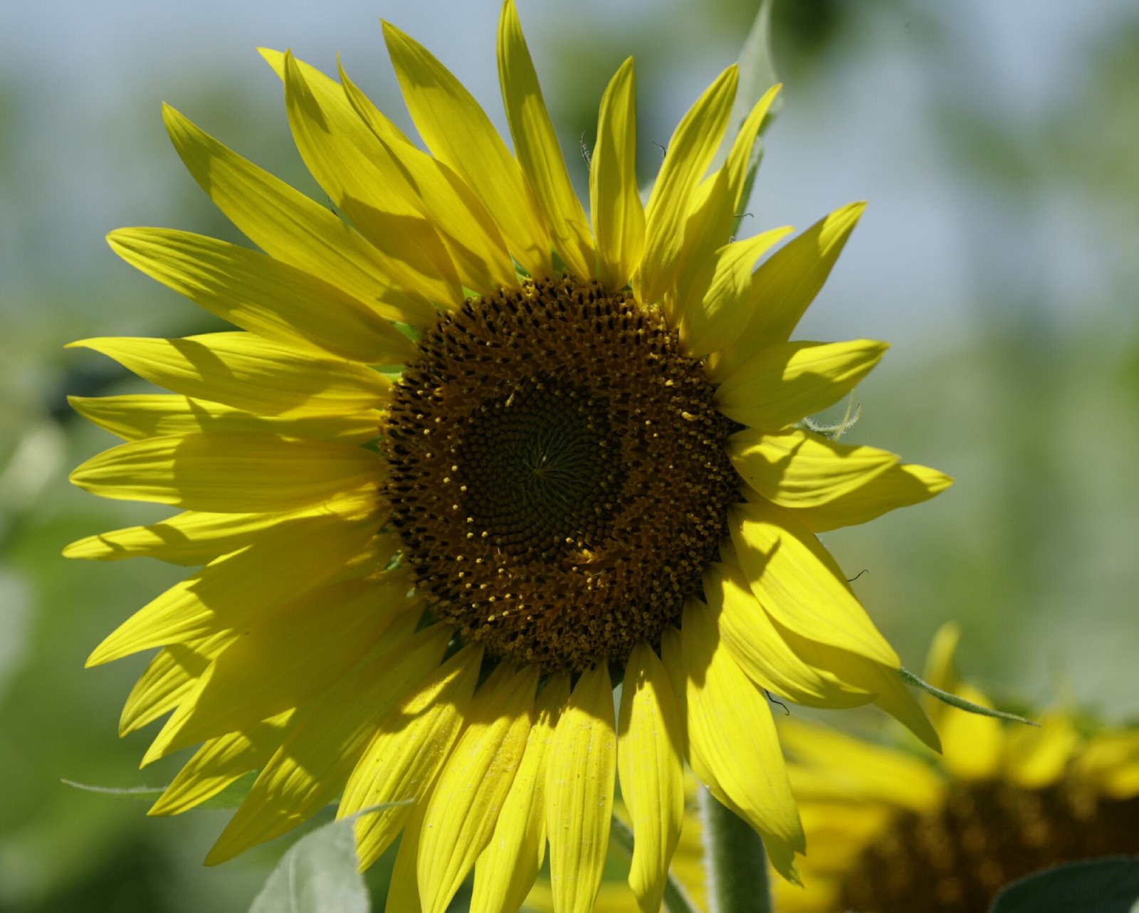 [Sunflowers+Banner+IMG_1280.jpg]