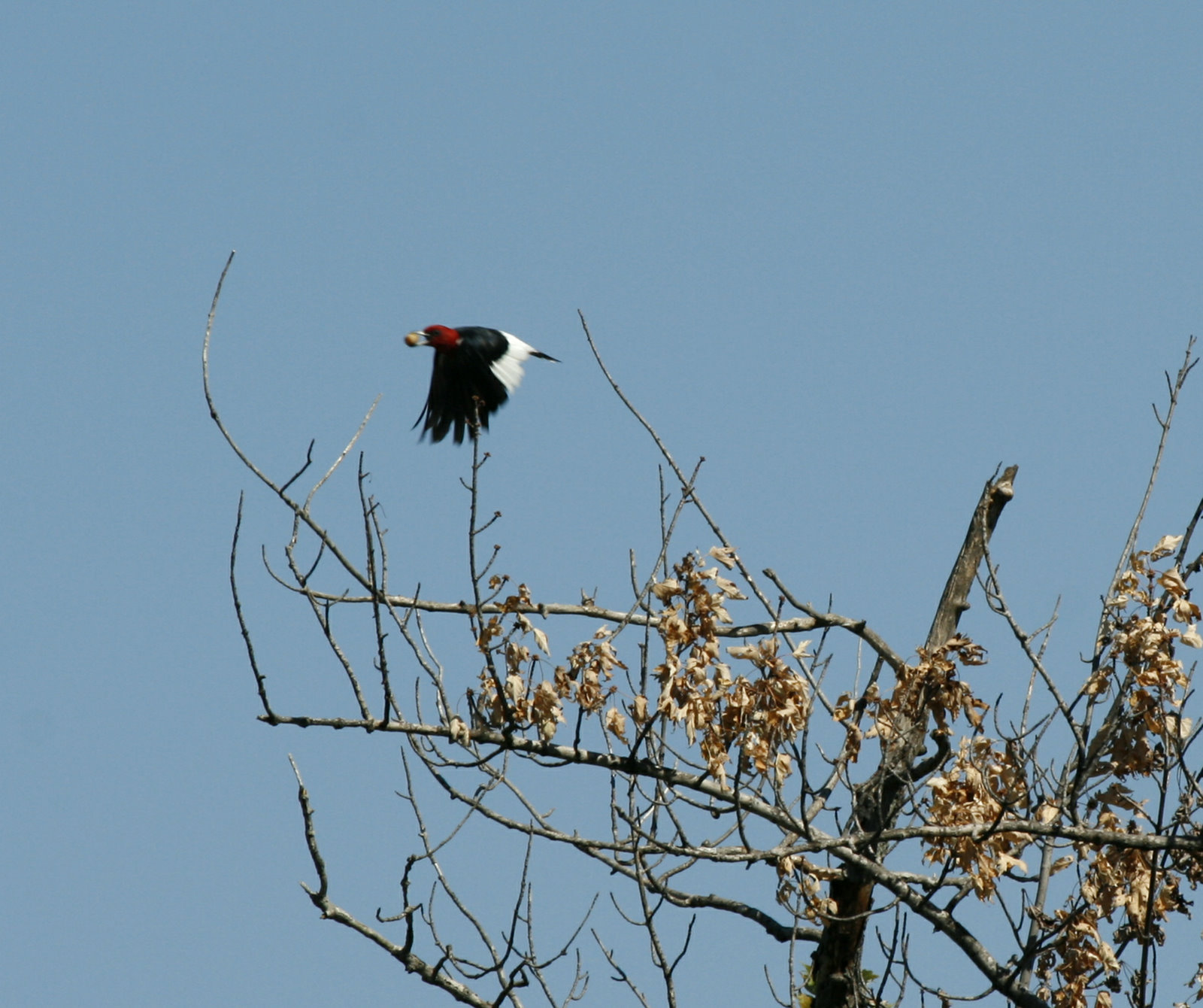 [Red-Headed+Woodpecker+Ch_MG_8137.jpg]