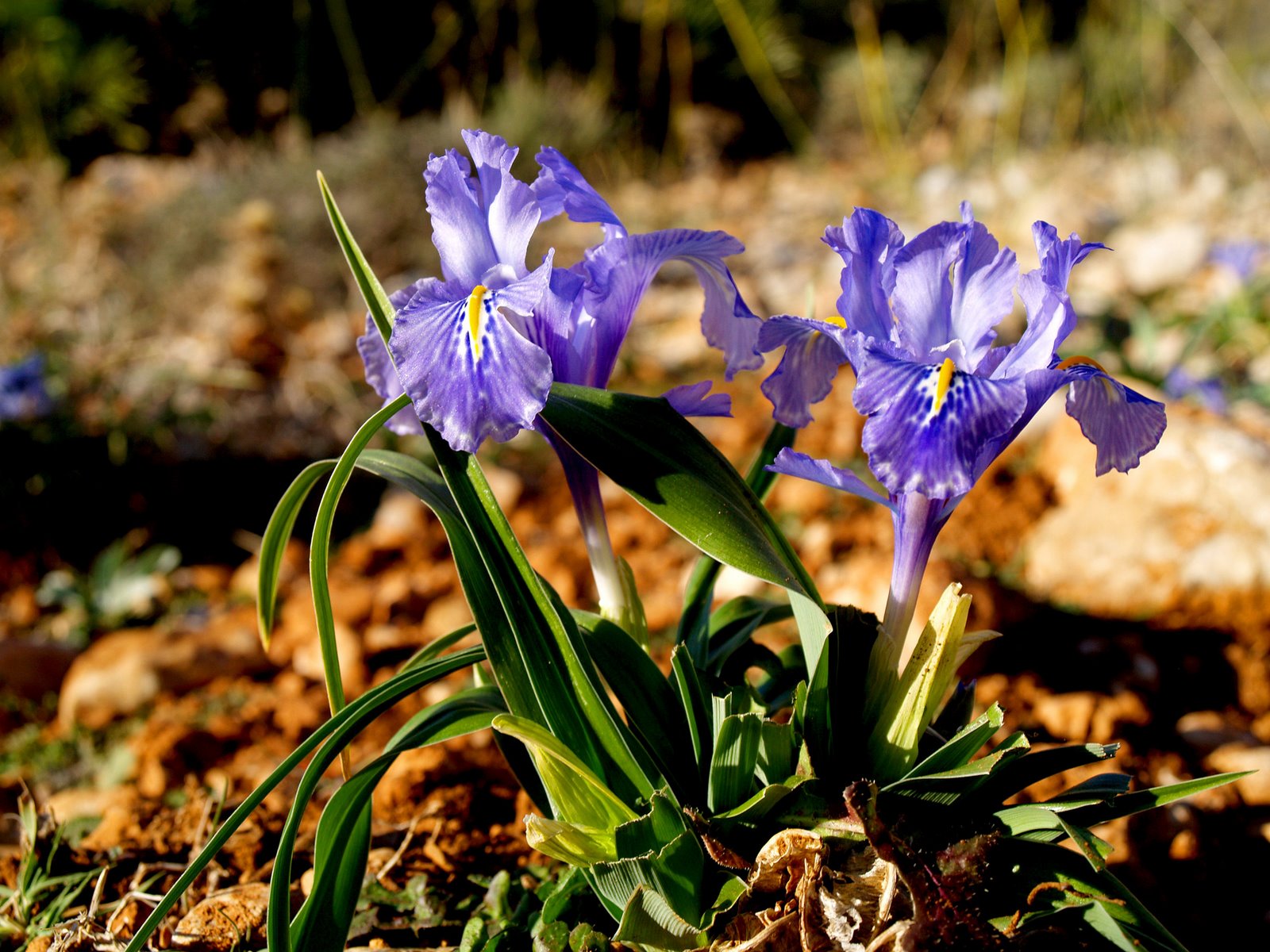 [Iris planifolia - Lirios.JPG]