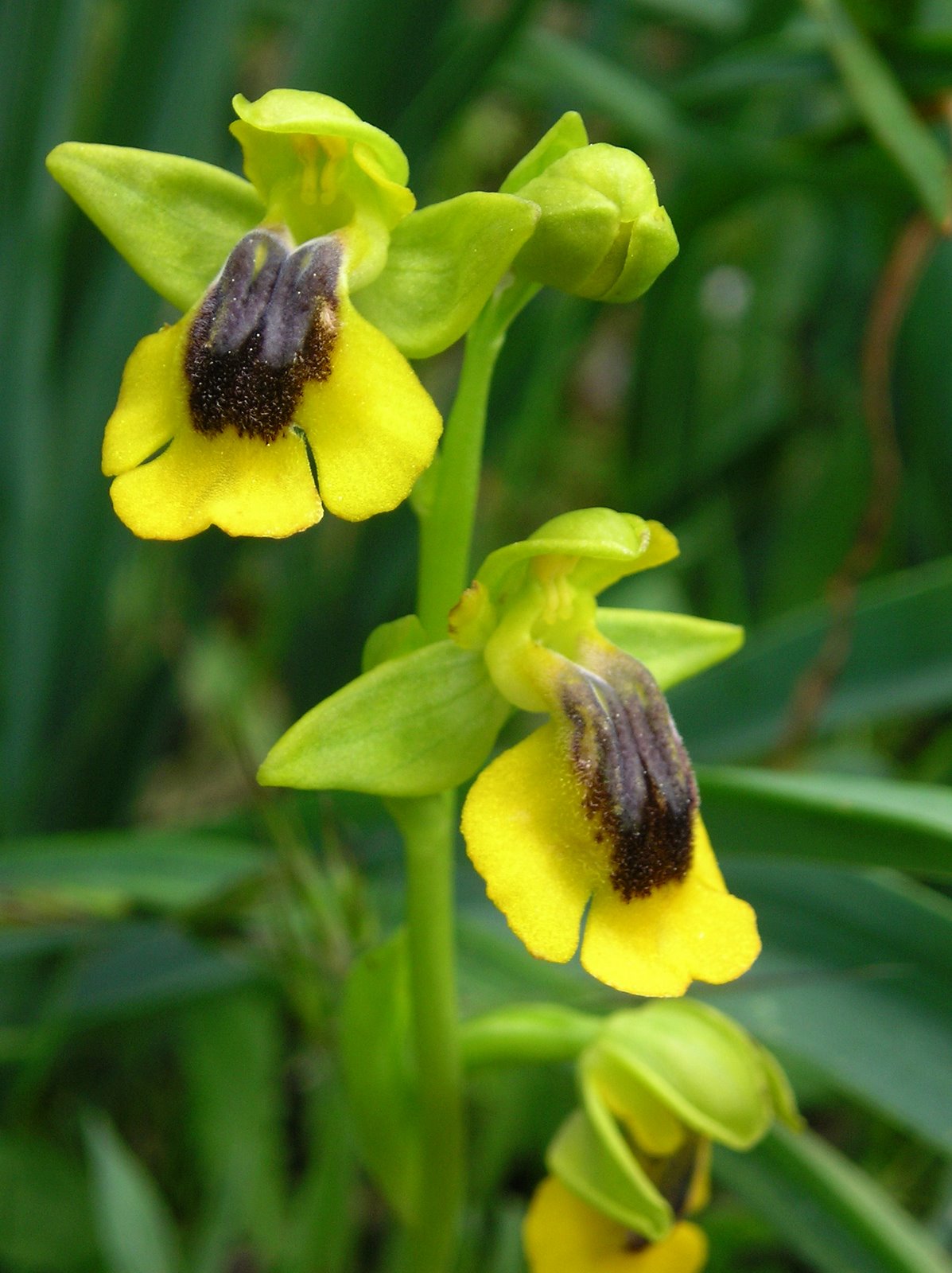 [Ophrys+lutea.JPG]