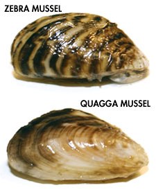 [zebra-and-quagga-mussel.jpg]