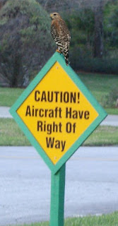 Florida Hawk on taxiway sign at Spruce Creek