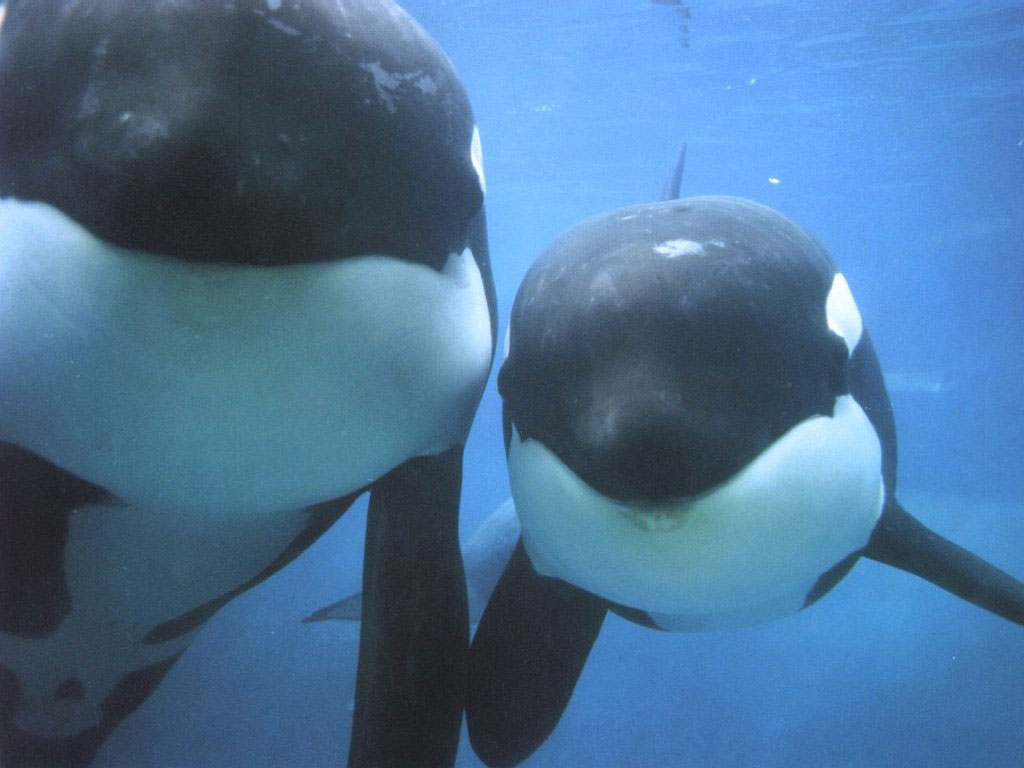 [orcas.jpg]