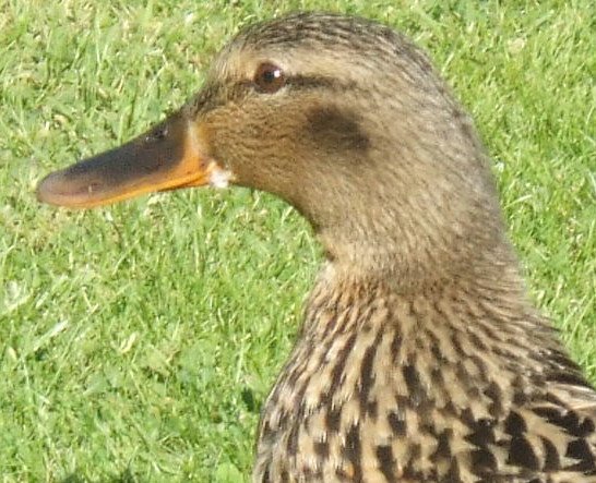 [duck+close+up.jpg]