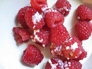 [berries-2.jpg]