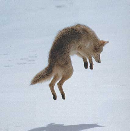 [coyote.jpg]