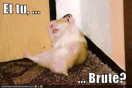[funny-pictures-hamster-is-slain-by-brutus.jpeg]