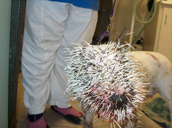 [pitbull-attacked-by-porcupine-quills-covering-face[1].jpg]