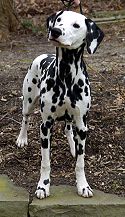 [125px-Black_spotted_female_dalmatian.jpg]
