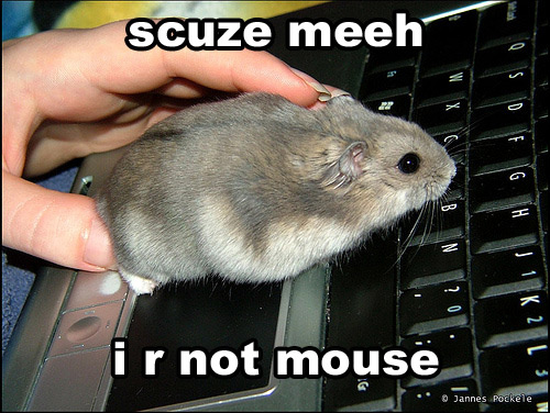 [mouse.jpg]