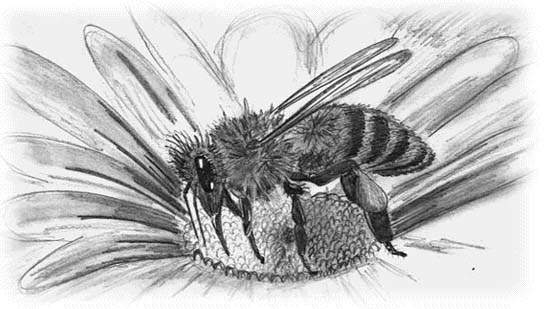 [abeille5.jpg]