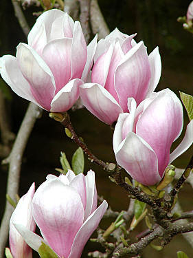 [magnolia+japonica.jpg]