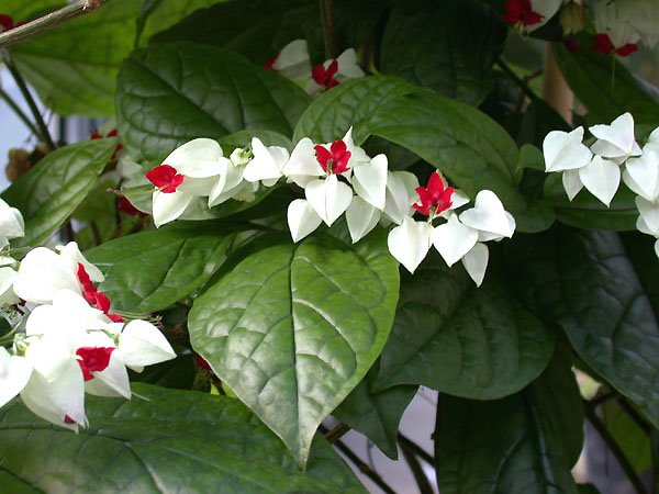 [clerodendron.bmp]