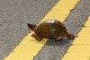 [turtle+crosswalk.jpg]