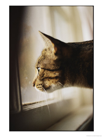 [101959~Profilo-di-gatto-soriano-Posters.jpg]