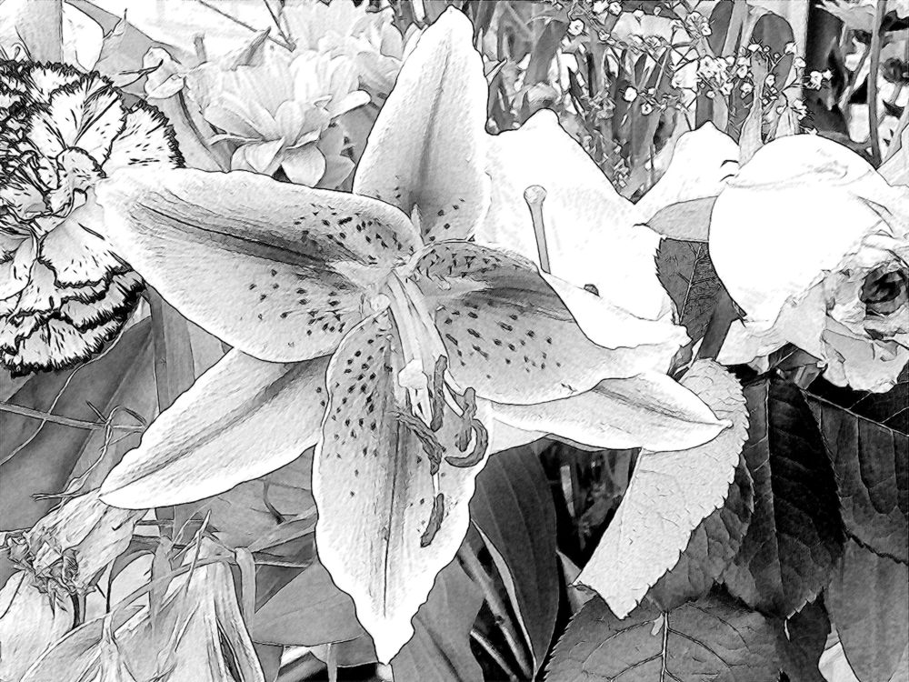 [lillies+black+and+white.jpg]