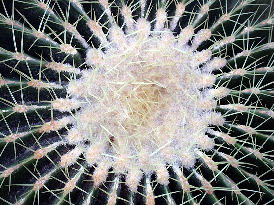 [Echinocactus.grusonii.BGBO.ho3.jpg]