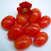 [cherry+tomato.jpg]
