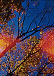[Flaming+Autumn.jpg]