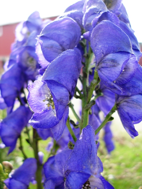 [purpleflower.JPG]
