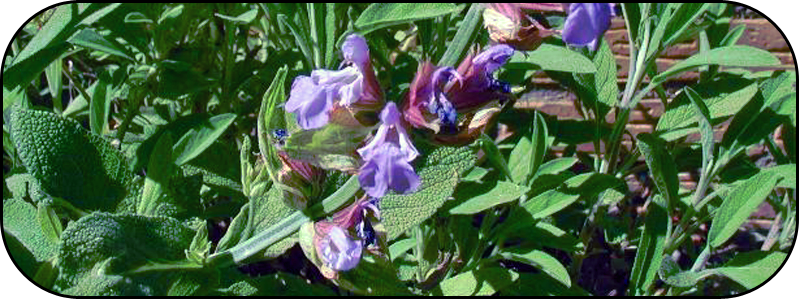 [Salvia-officinalis-flowers.png]