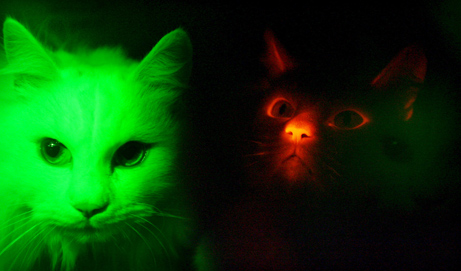 [glowcat.jpg]