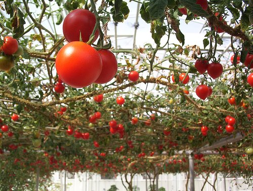 [hanging+tomatoes.jpg]