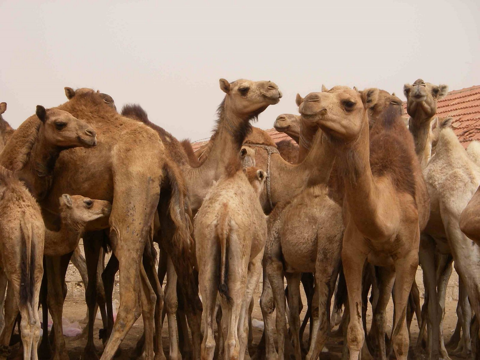 [Mauritanian+camels+waiting+for+tourist+visa+into+Senegal.jpg]