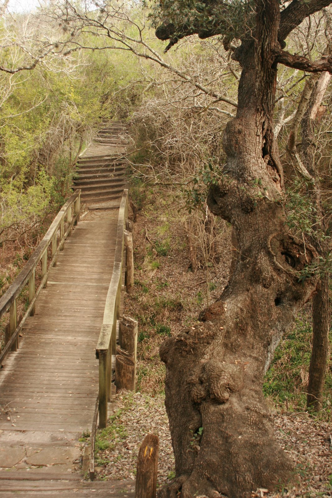 [Nature+Trail+at+Goliad+SP.JPG]