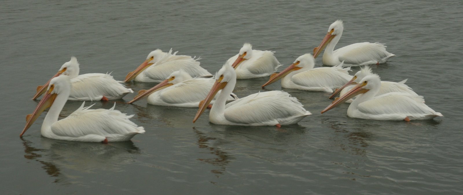 [White+Pelicans.jpg]