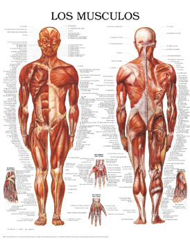 [065+musculos+ZONA+MEDICA.jpg]