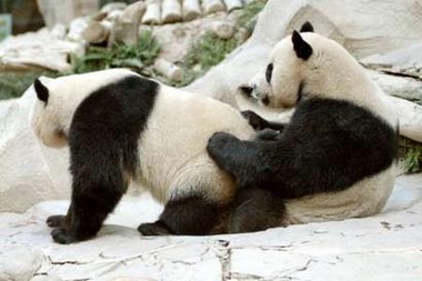 [Panda+Love.jpg]