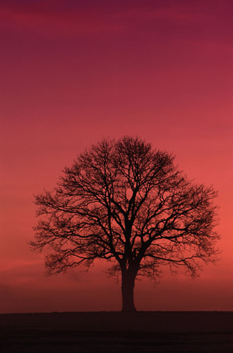 [pink+tree.jpg]