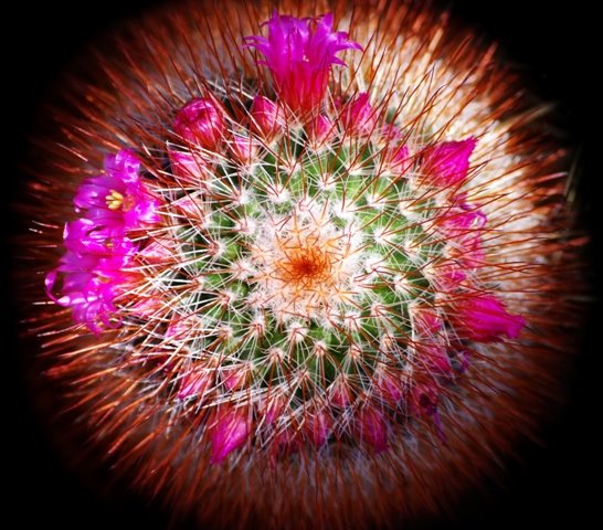 [cactus+flower+PS+web.jpg]