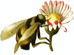 [bumblebee-flower.png]