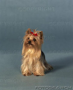 [yorkshire-terrier-~-itf132008.jpg]