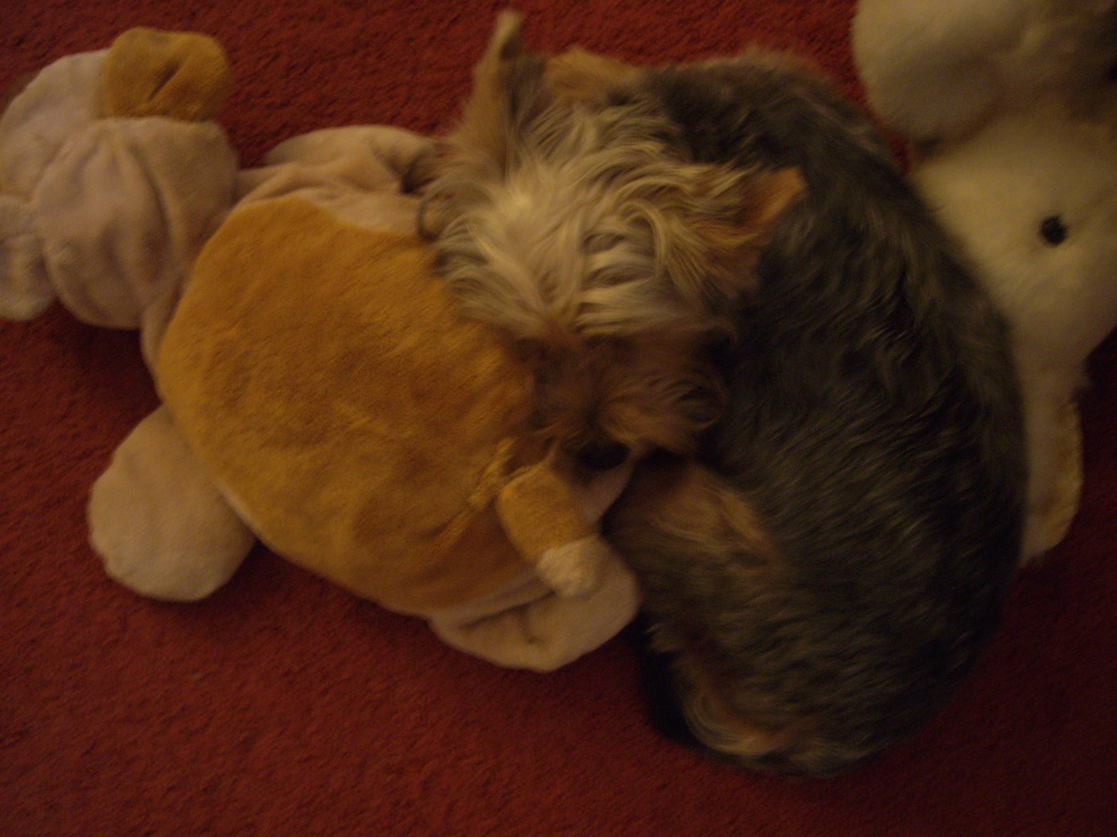 [Pip+with+Teds.jpg]