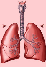 [lung.jpg]